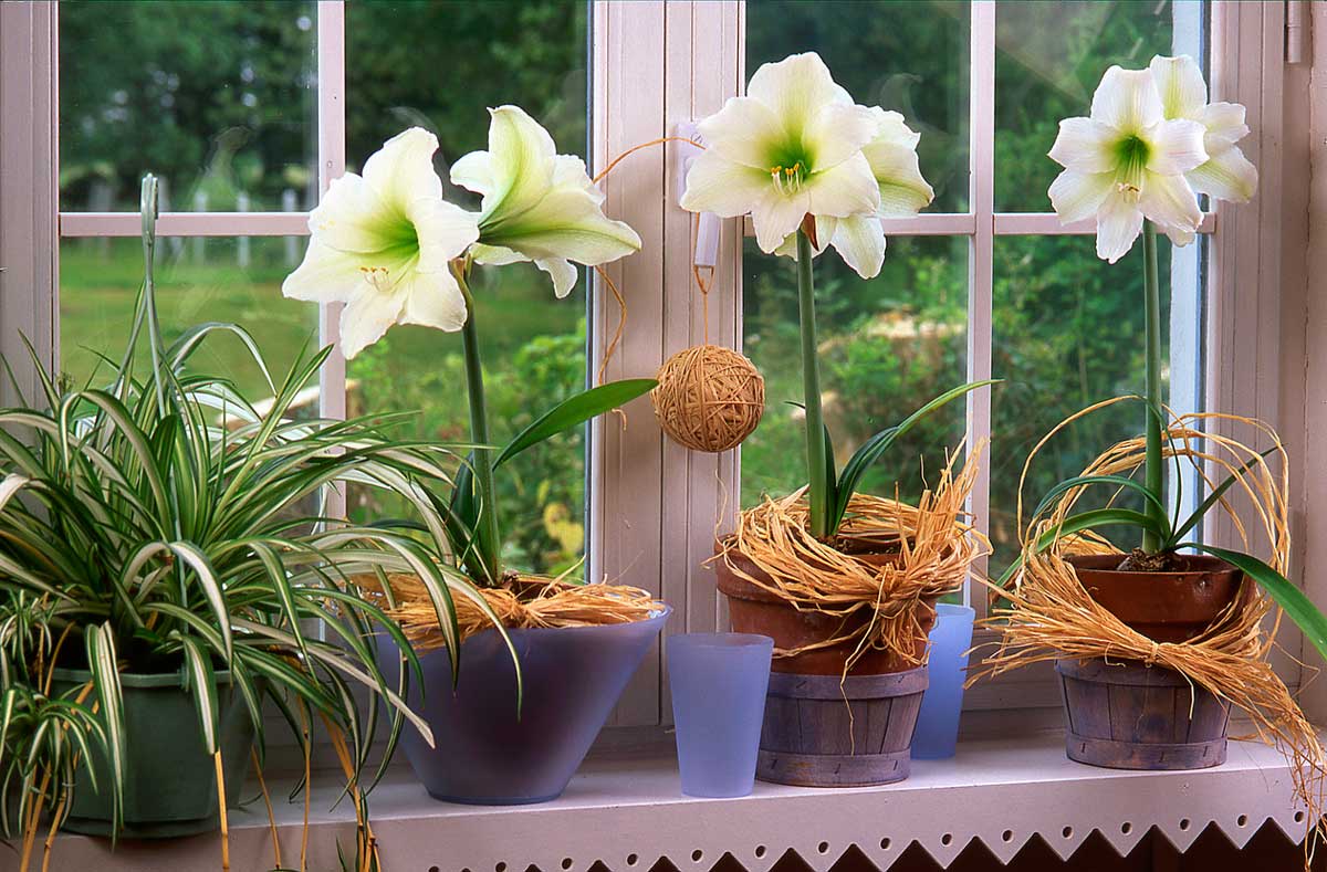 10 plantas e flores de Natal: conheça as melhores espécies tradicionais  para embelezar sua casa - HomeIT