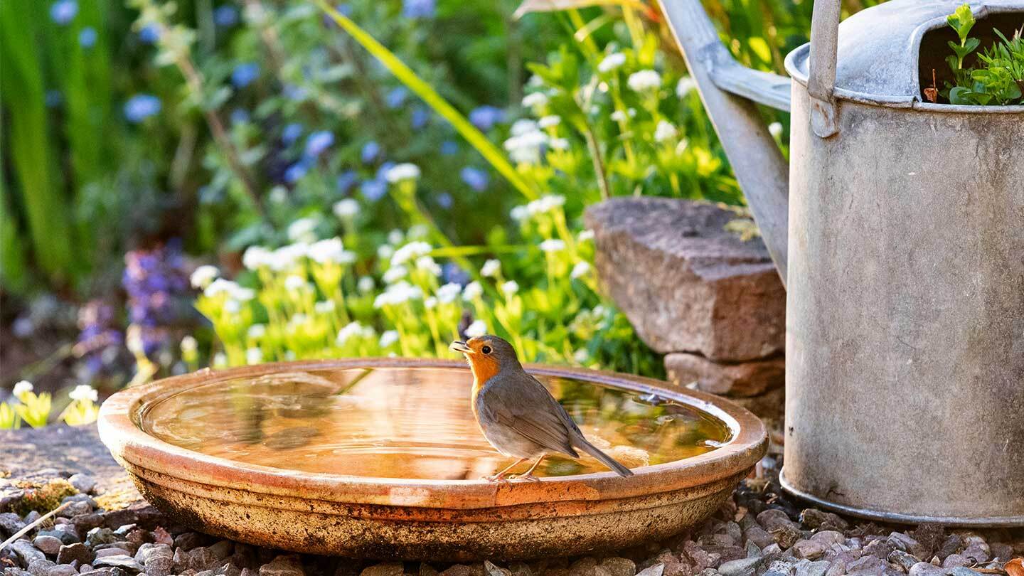 bacia de água para pássaros