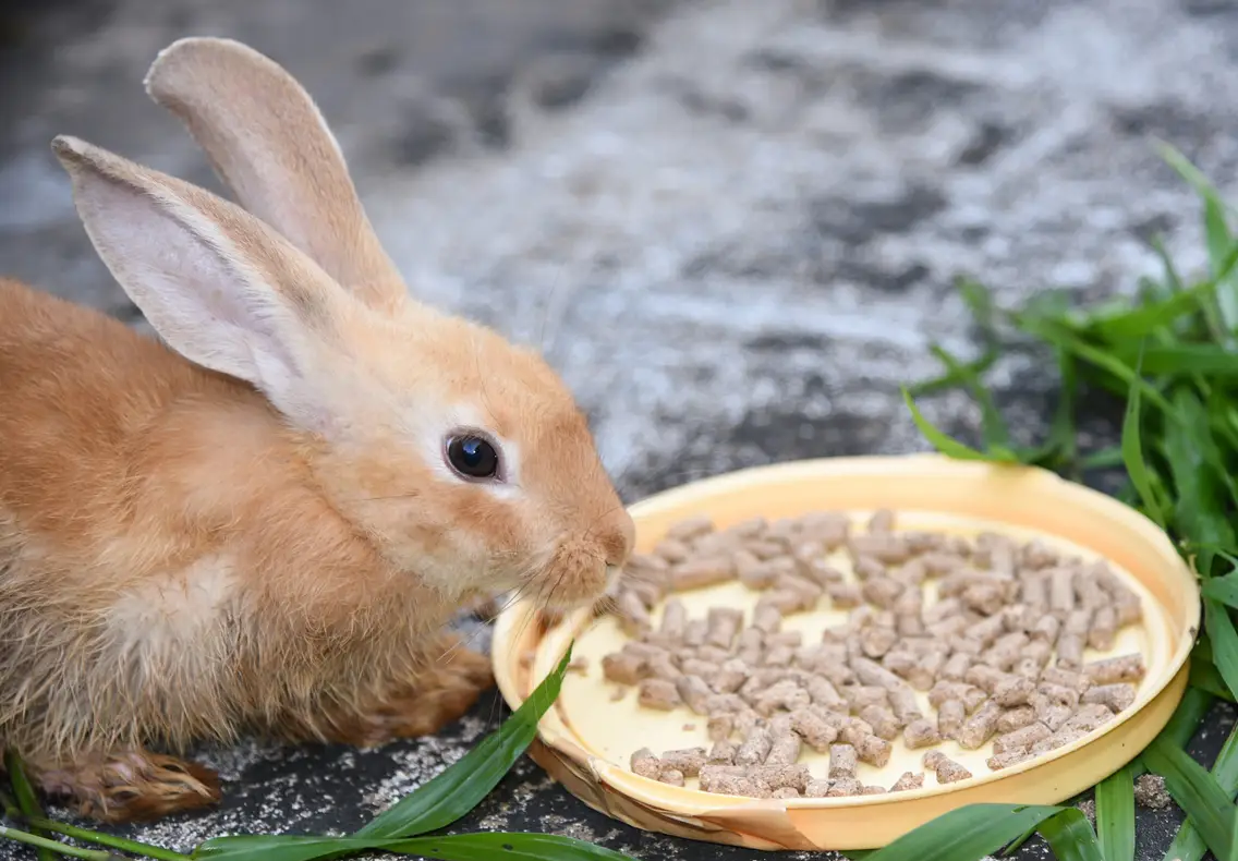 coelho comendo ração