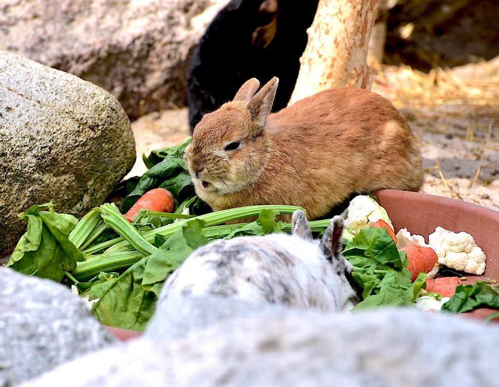 coelho perto de comida