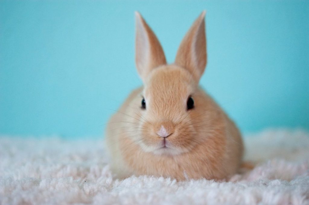 7 dicas para cuidar de coelho: aprenda tudo antes de adotar esse animal como seu pet