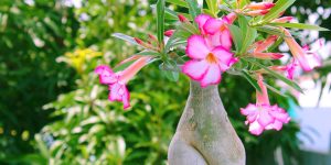 9 dicas para cuidar da rosa-do-deserto: veja como cultivar e garantir uma planta saudável e bela