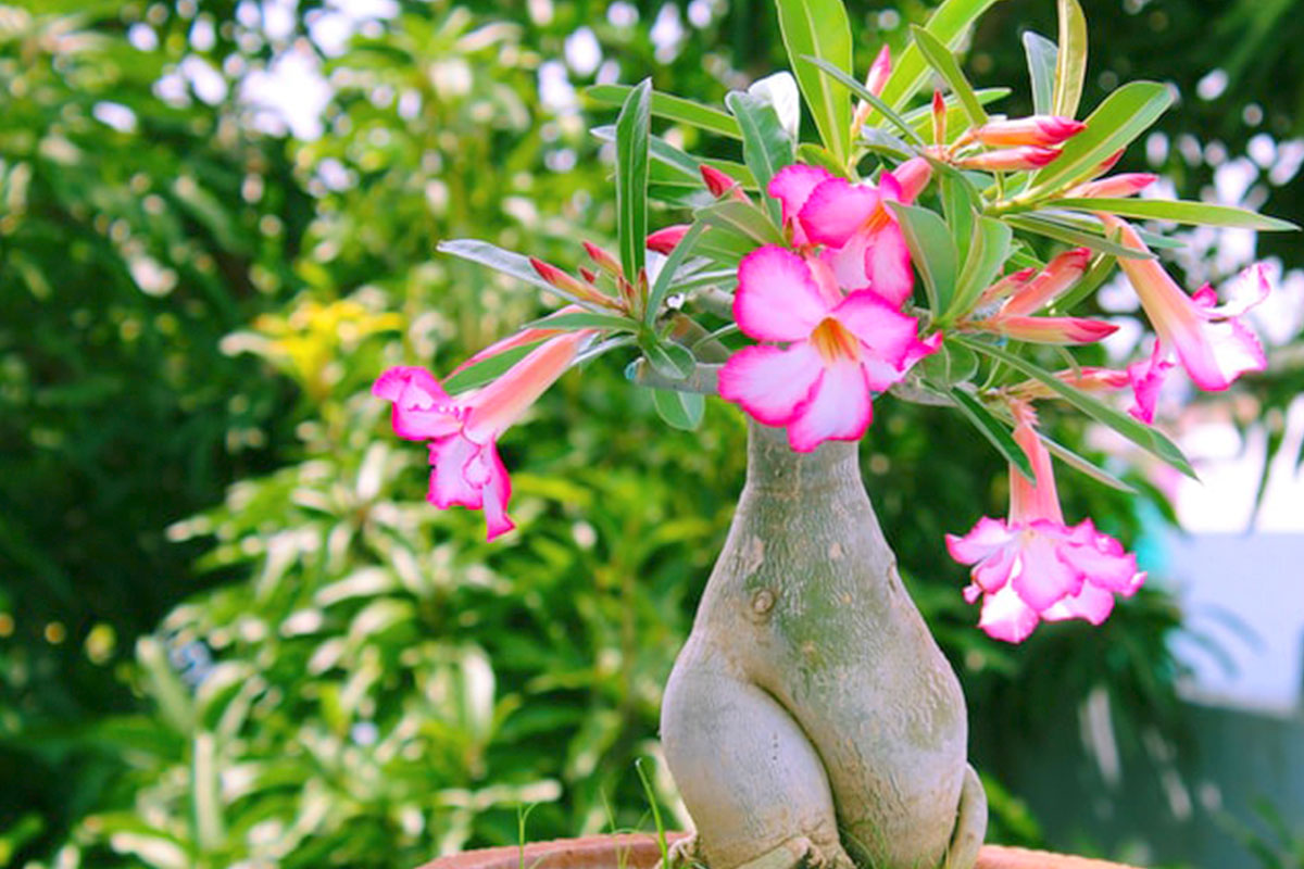 9 dicas para cuidar da rosa-do-deserto: veja como cultivar e garantir uma planta saudável e bela