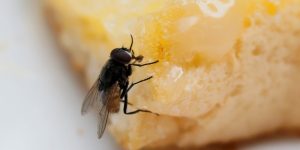 7 técnicas para espantar moscas: veja os melhores jeitinhos naturais, simples e definitivos