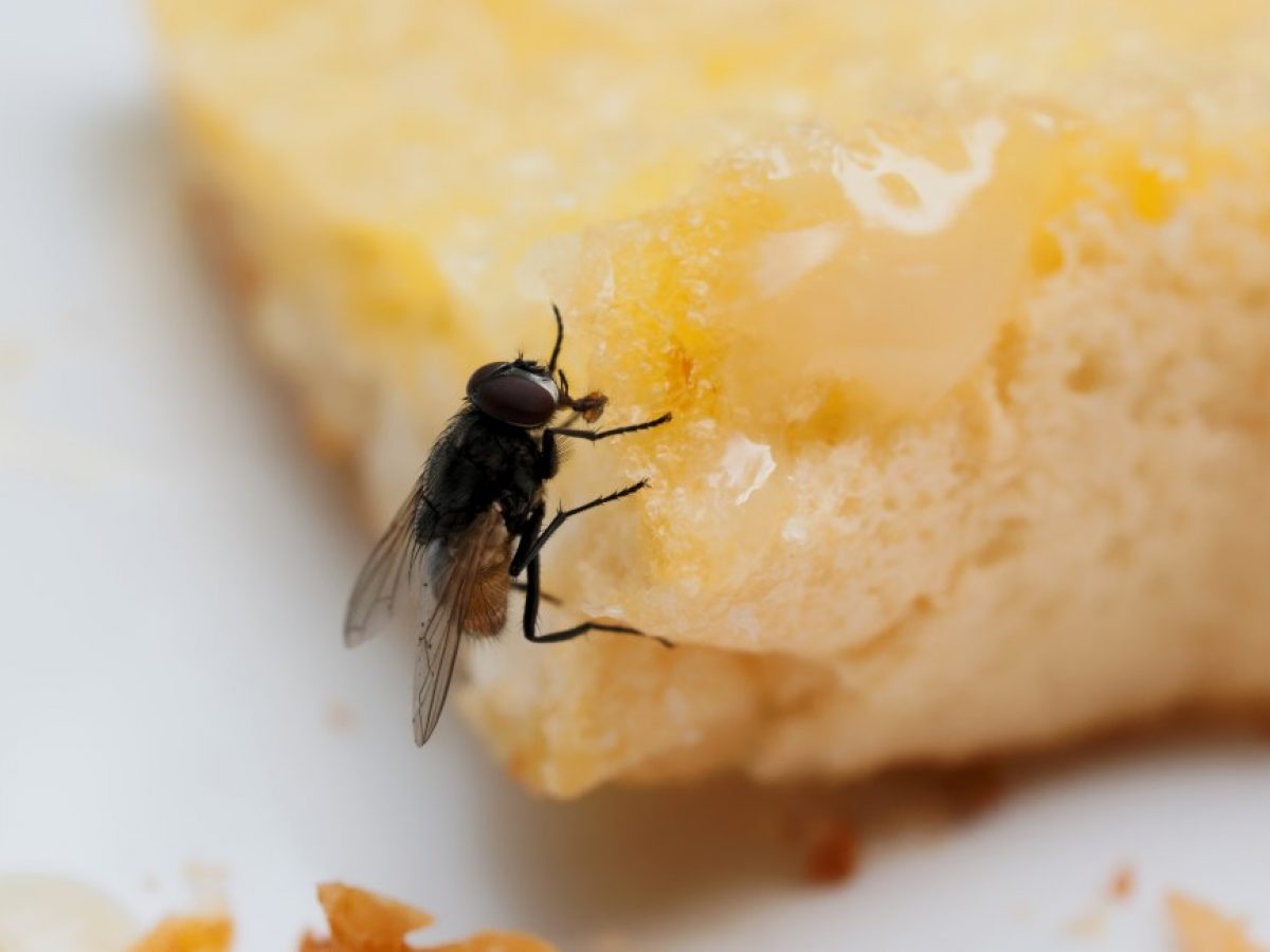 7 técnicas para espantar moscas: veja os melhores jeitinhos naturais, simples e definitivos