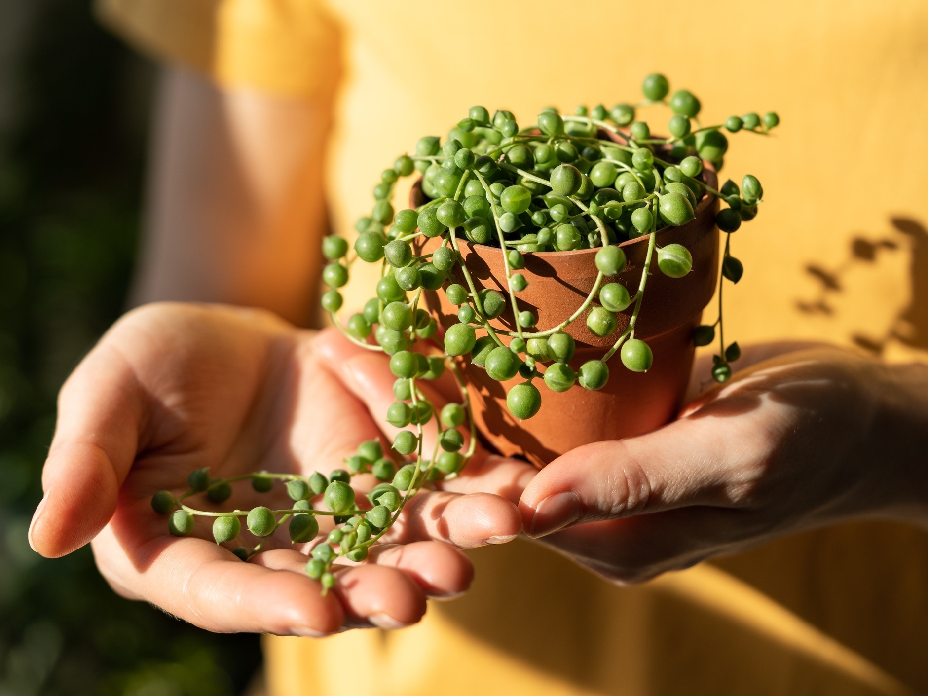 Como plantar suculenta colar de pérola? Entenda os cuidados CRUCIAIS para seu cultivo