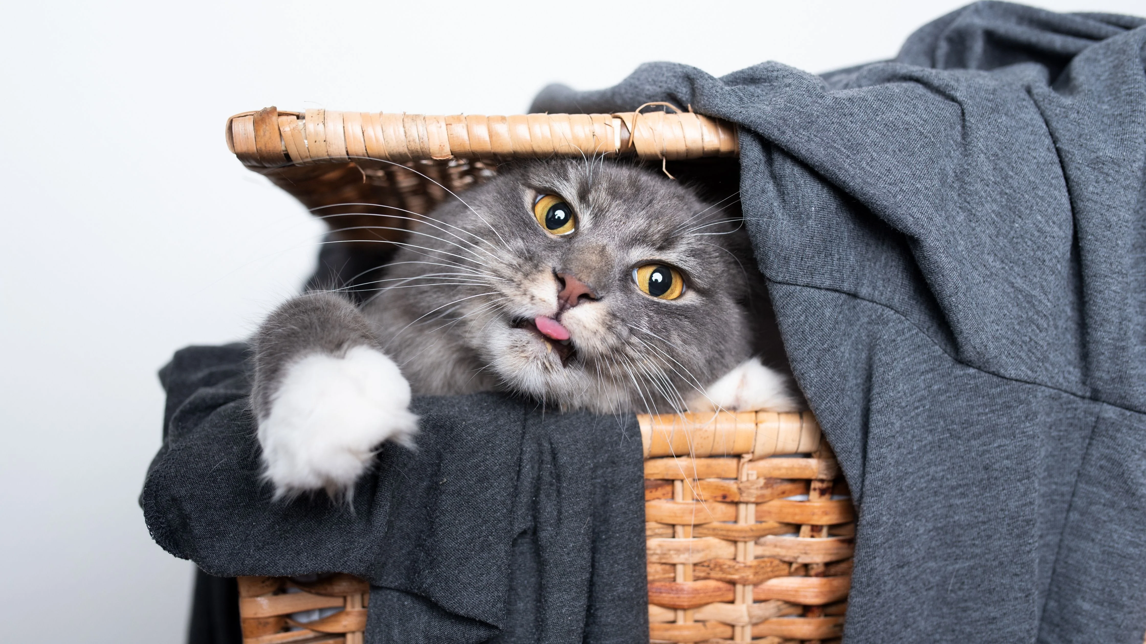 gato dentro de cesto de roupa