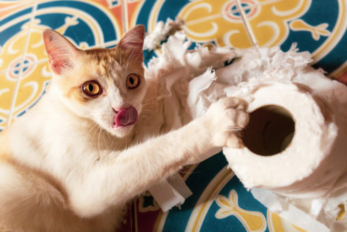 gato destruindo papel higiênico