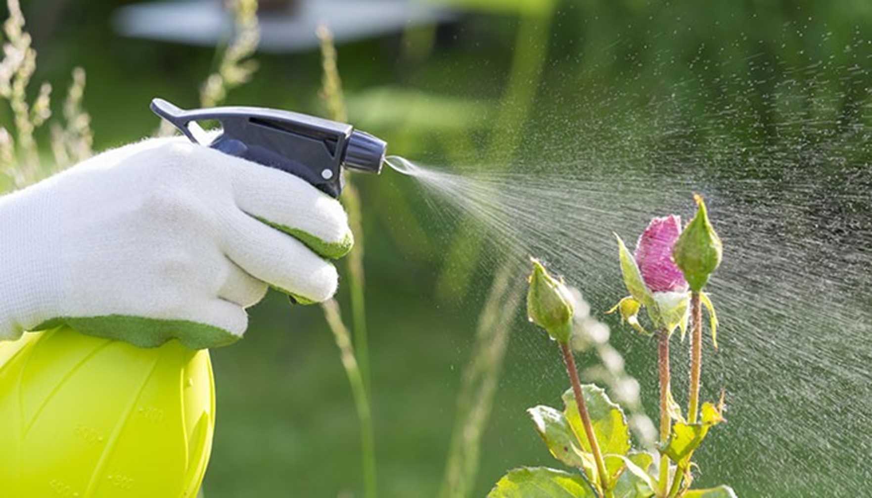 6 receitas de inseticidas caseiros para plantas: conheça essas opções naturais e muito eficazes