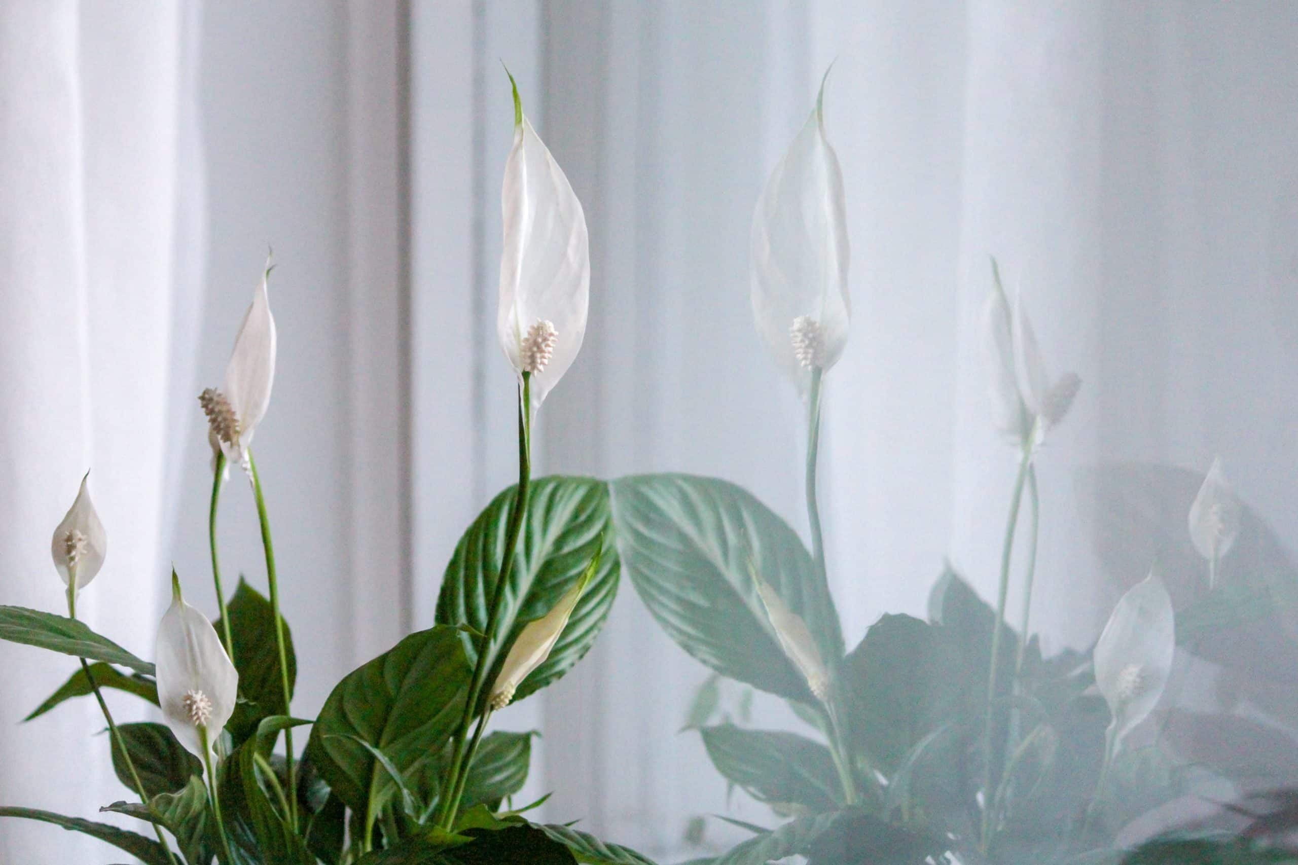 10 plantas que refrescam a casa: saiba quais são e benefícios