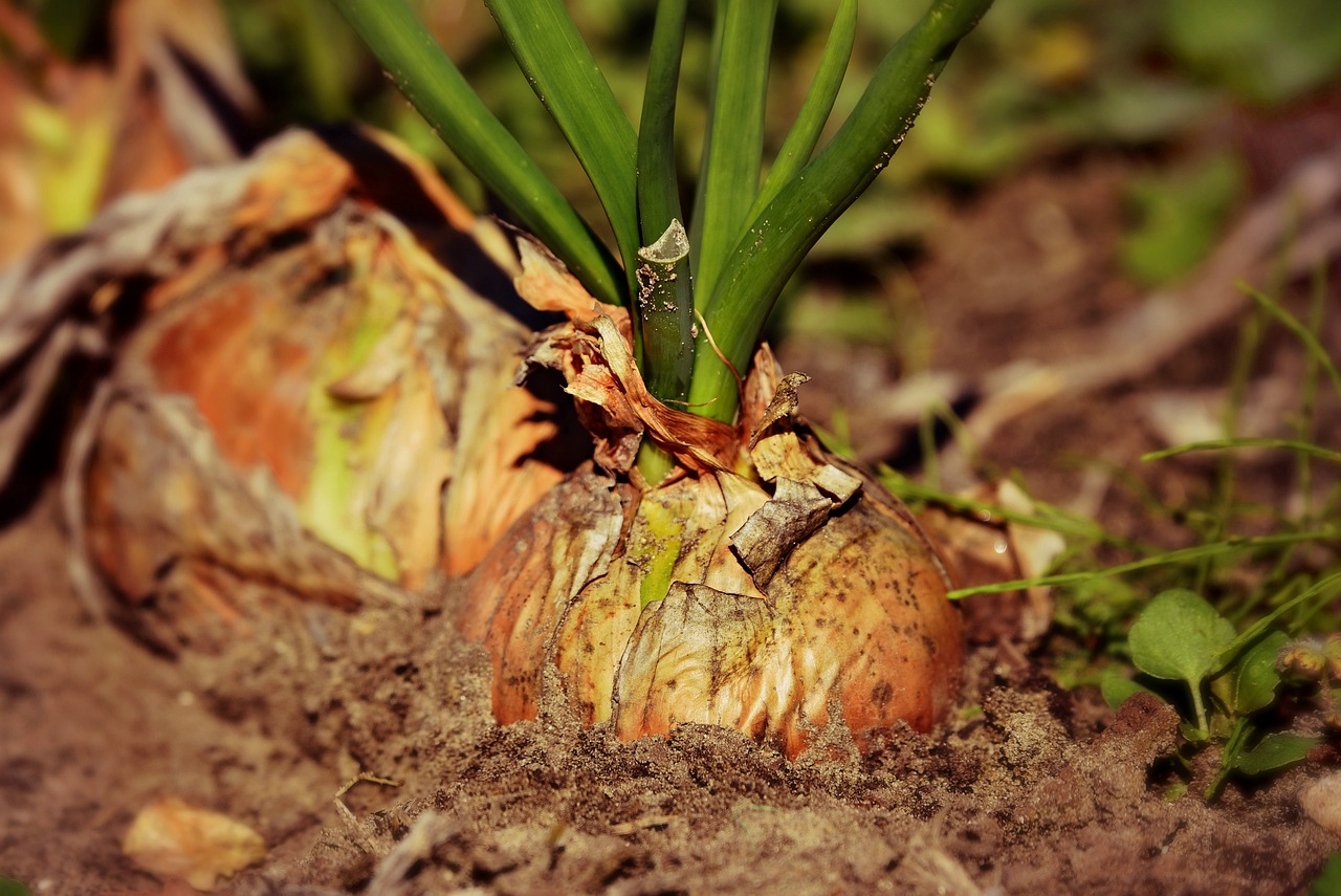 Como plantar cebola: entenda o passo a passo e dicas para o cultivo correto em sua horta