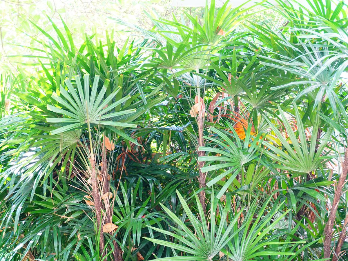 palmeira leque no jardim