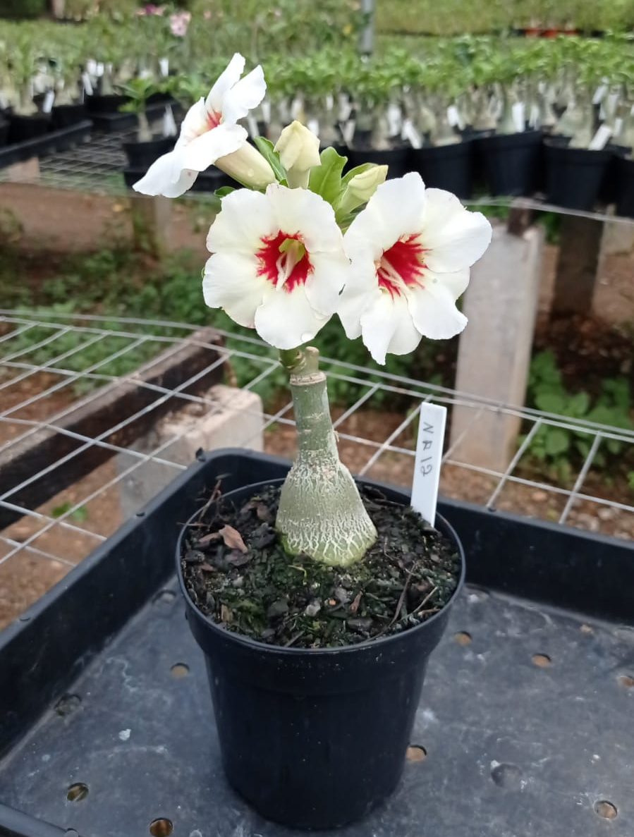 rosa-do-deserto com flores brancas