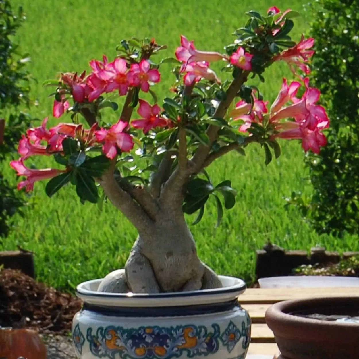 rosa-do-deserto em vaso