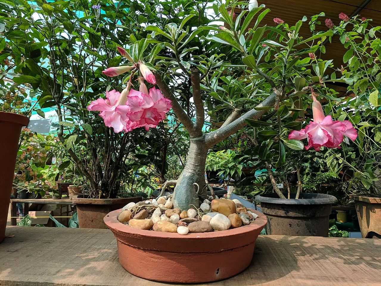 rosa-do-deserto plantada em vaso
