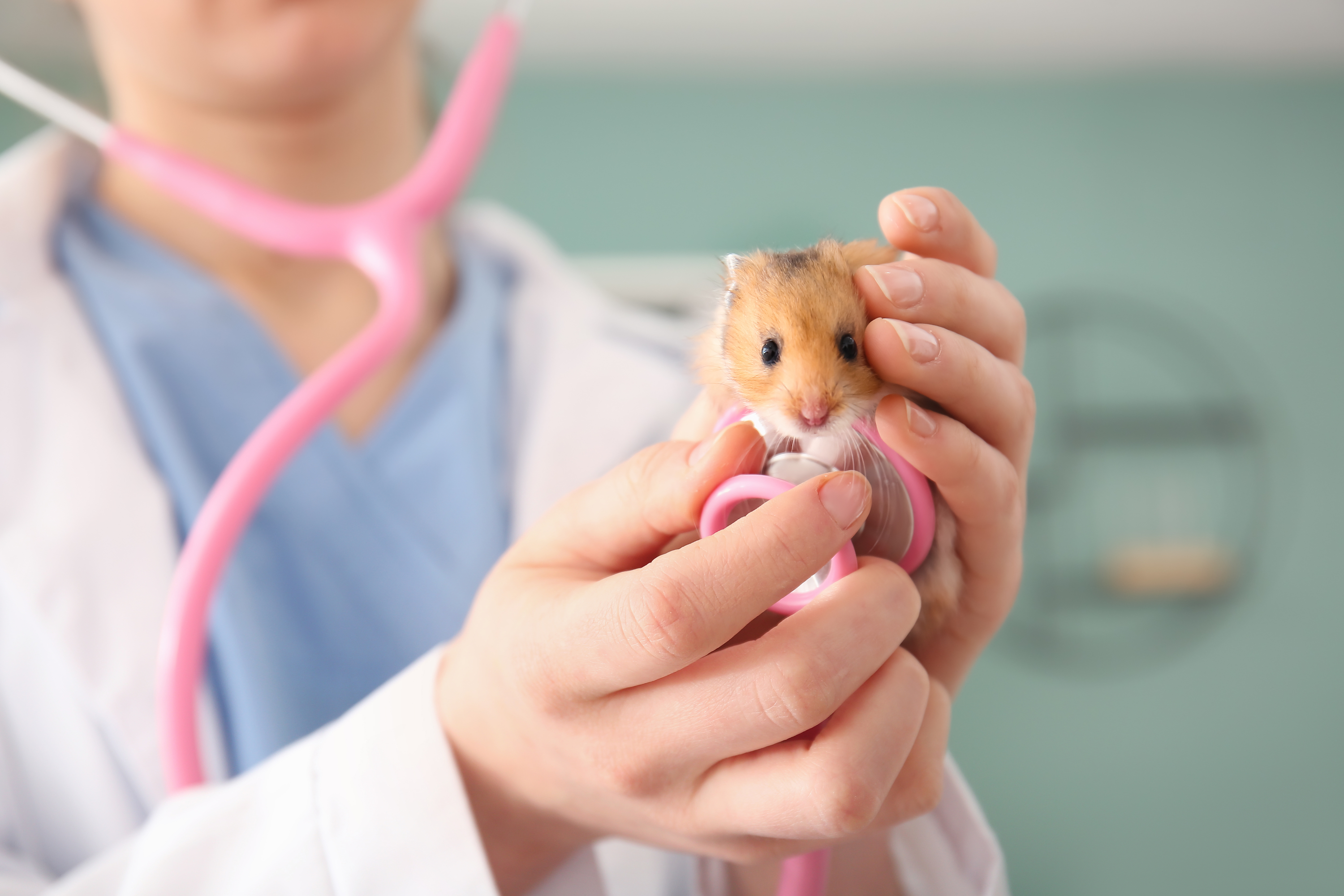 veterinária segurando hamster