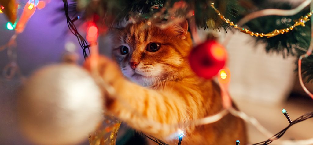 6 soluções para uma árvore de Natal à prova de gatos: descubra o que você pode fazer seguindo essas dicas