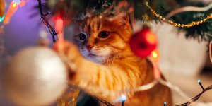 6 soluções para uma árvore de Natal à prova de gatos: descubra o que você pode fazer seguindo essas dicas