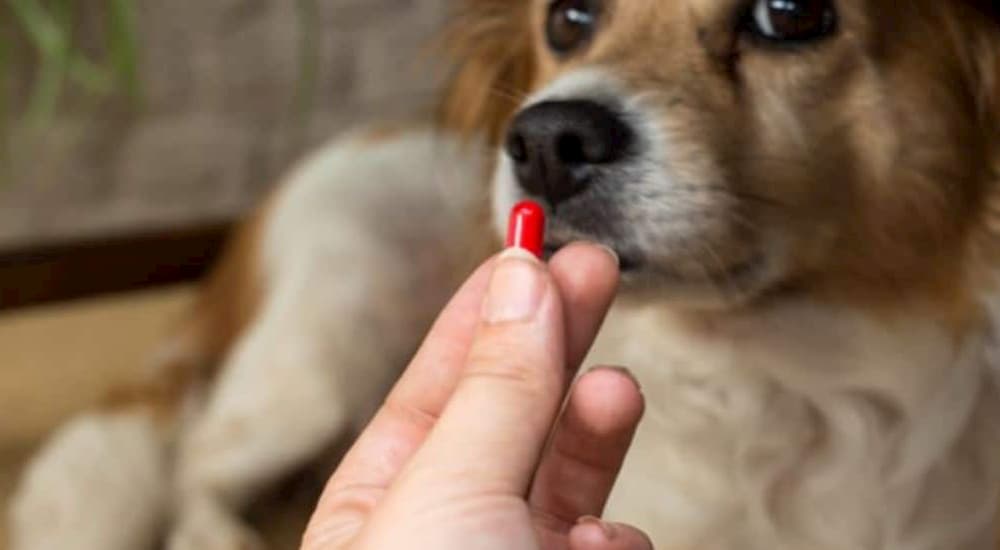 cachorro olhando cápsula na mão do dono