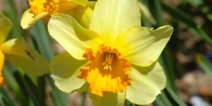 7 passos para cultivar narciso: entenda os cuidados básicos que você PRECISA ter com essa flor