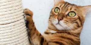 4 dicas para escolher arranhador para gatos: descubra o melhor modelo para que eles parem de estragar seus móveis