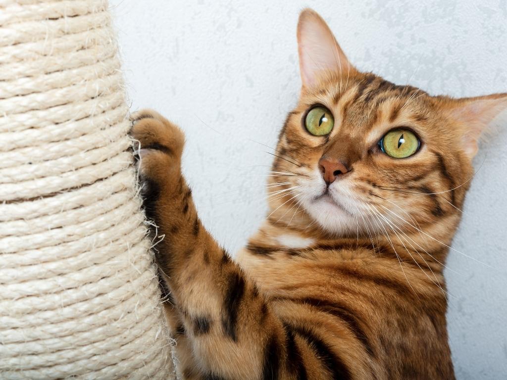 4 dicas para escolher arranhador para gatos: descubra o melhor modelo para que eles parem de estragar seus móveis
