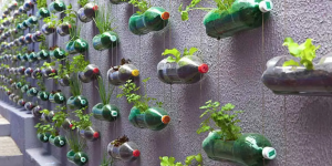 Como fazer horta com garrafa pet? Aprenda o passo a passo e ideias sobre o que cultivar