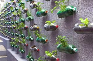 Como fazer horta com garrafa pet? Aprenda o passo a passo e ideias sobre o que cultivar