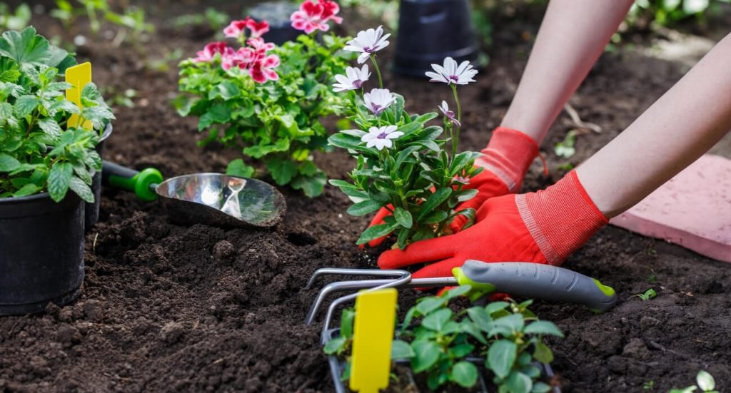 9 ideias para fazer um jardim simples e barato: conheça essas dicas para montar o seu cantinho verde