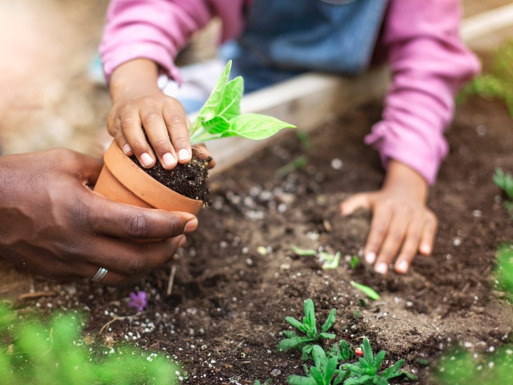 7 dicas para fazer uma horta: aprenda o que você deve fazer para ter uma plantação saudável em casa