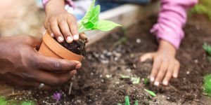 7 dicas para fazer uma horta: aprenda o que você deve fazer para ter uma plantação saudável em casa