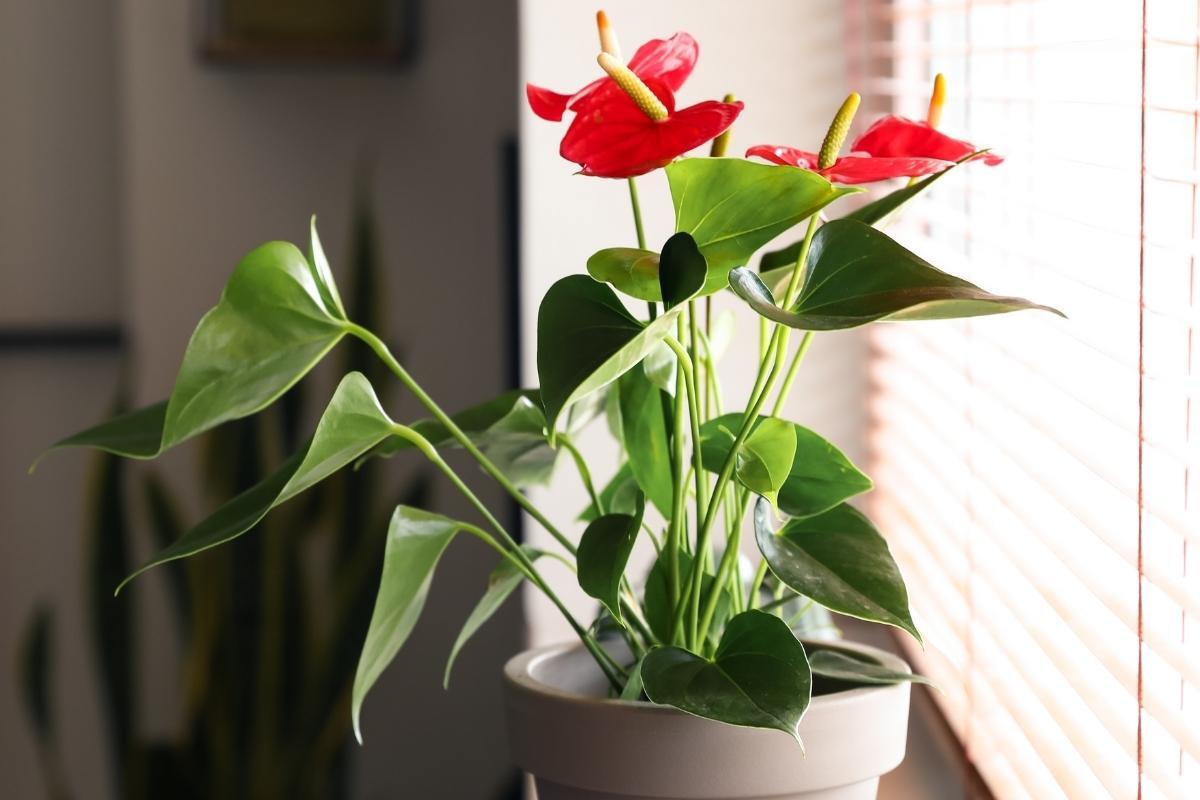 Como plantar antúrio em vaso? Veja dicas para ter um cultivo saudável dessa linda planta