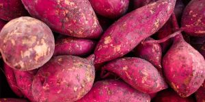 Como plantar batata-doce? Aprenda o cultivo CORRETO no solo, no vaso e na água