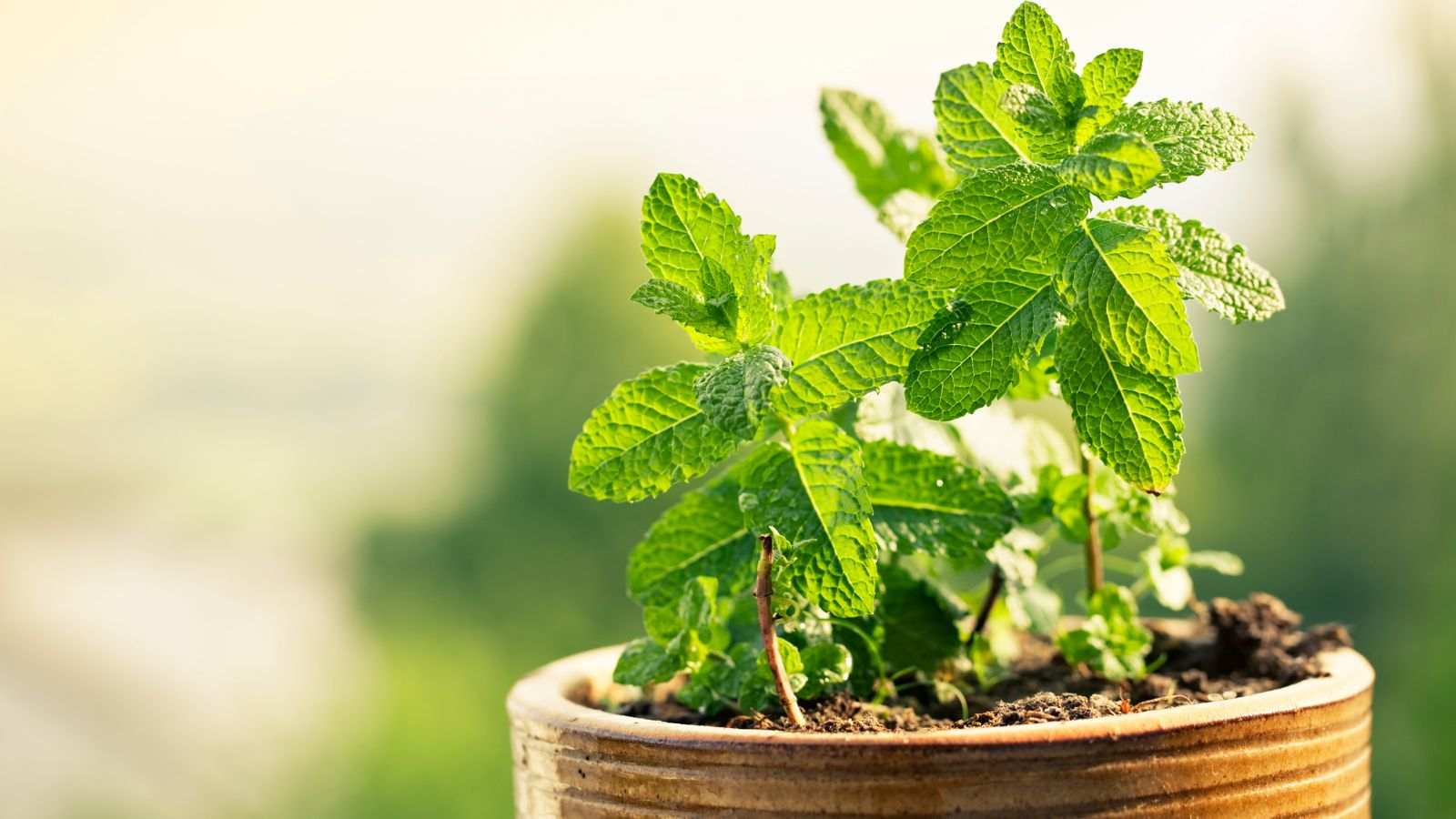 Como plantar hortelã: aprenda essas dicas CRUCIAIS de cultivo para ter essa planta medicinal em casa