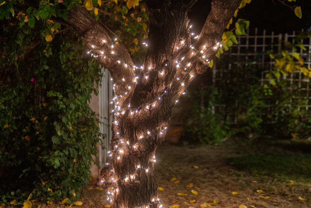 cordão de luzes em árvore no jardim