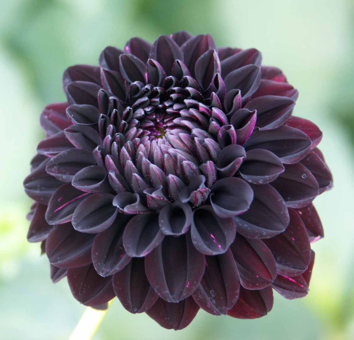 flor dália negra