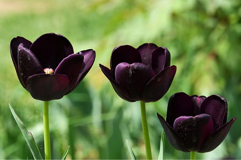 7 espécies de flores negras: descubra quais você PRECISA conhecer para embelezar o seu jardim