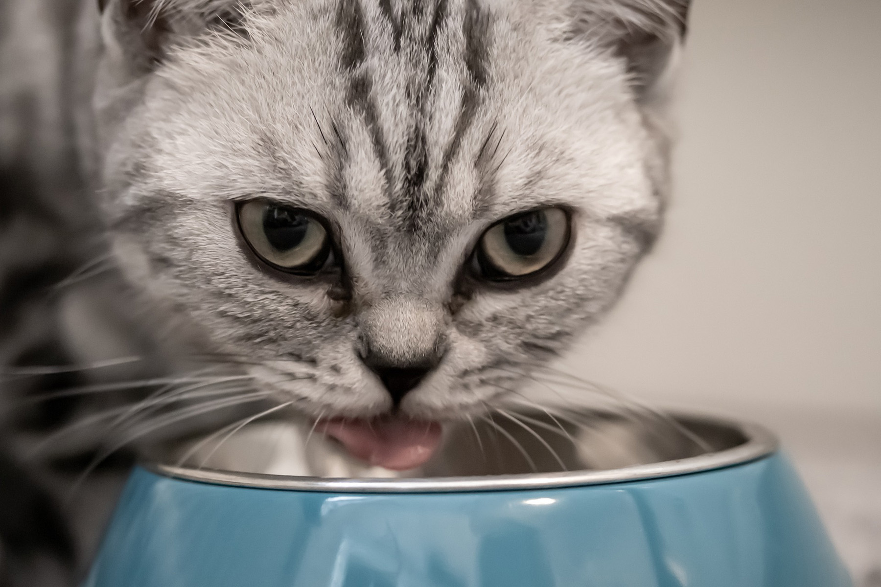 gato comendo em seu pote