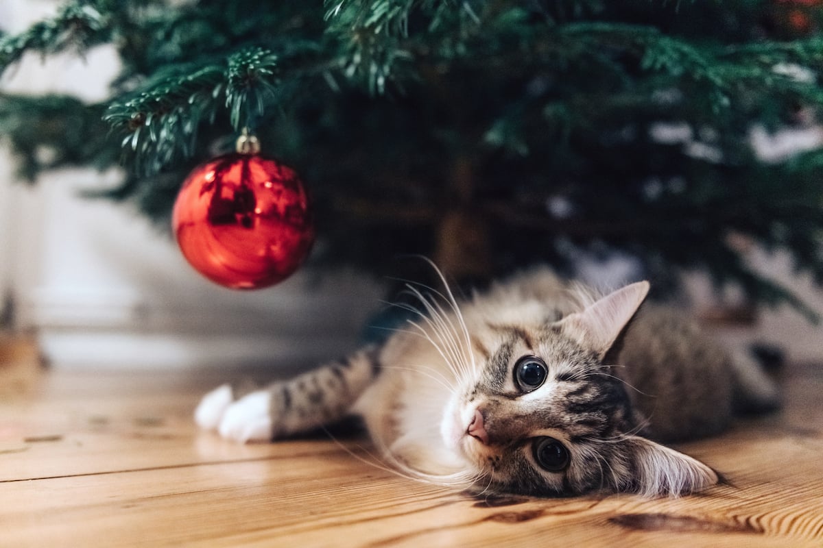 gato deitando embaixo de árvore de natal