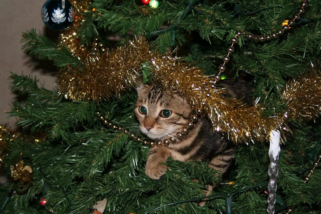 gato dentro de árvore de natal