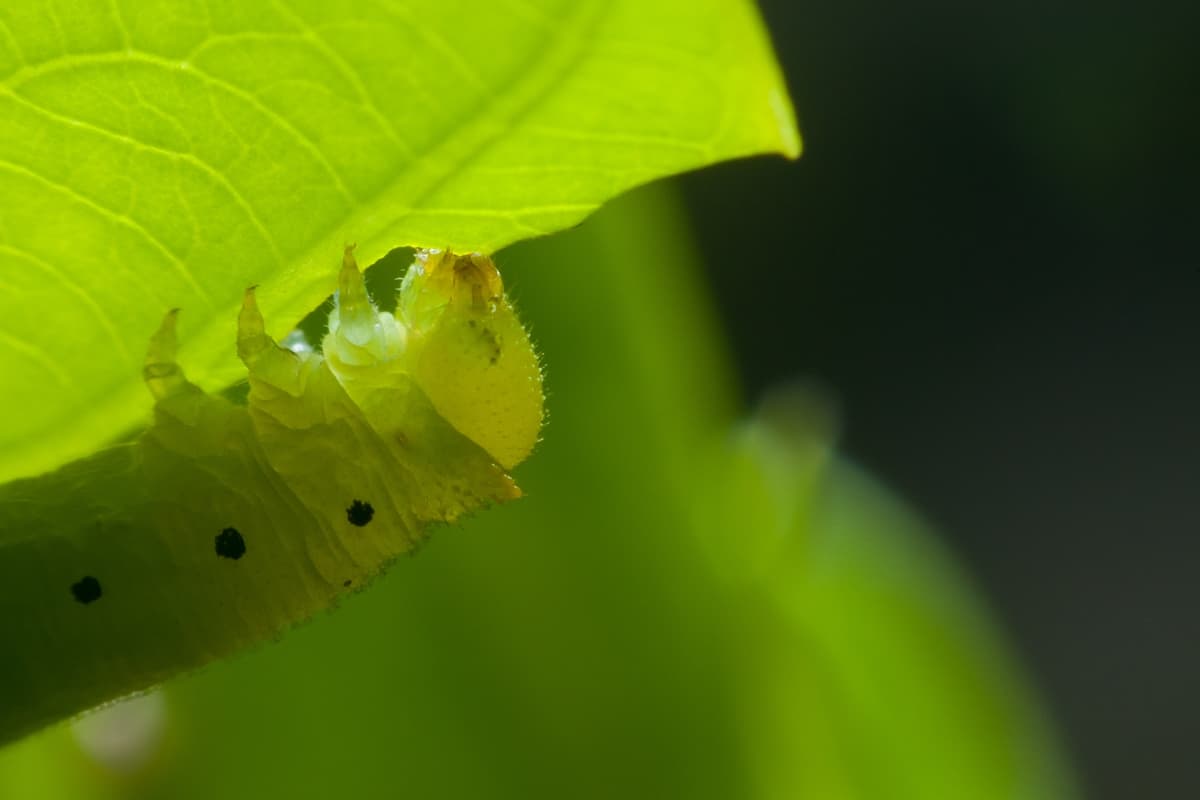 lagarta comendo folha