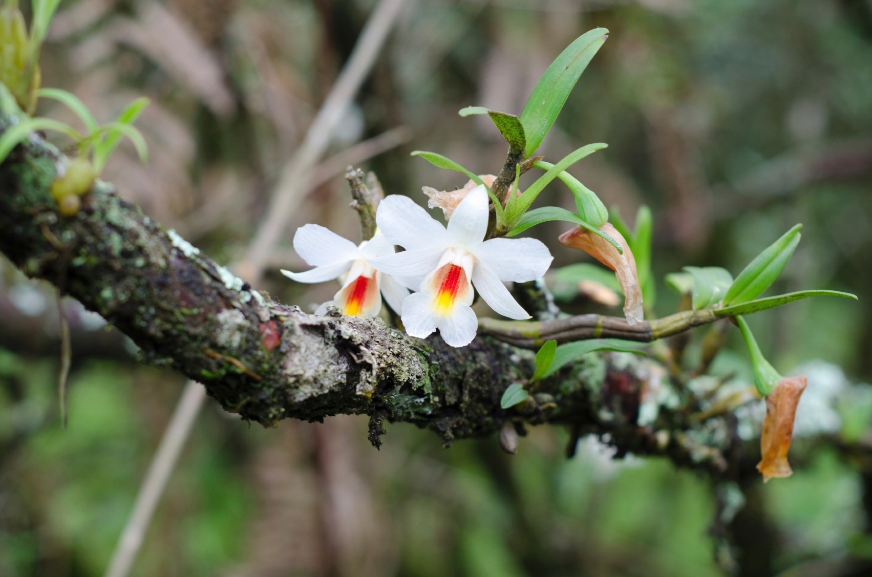 orquídea branca em tronco