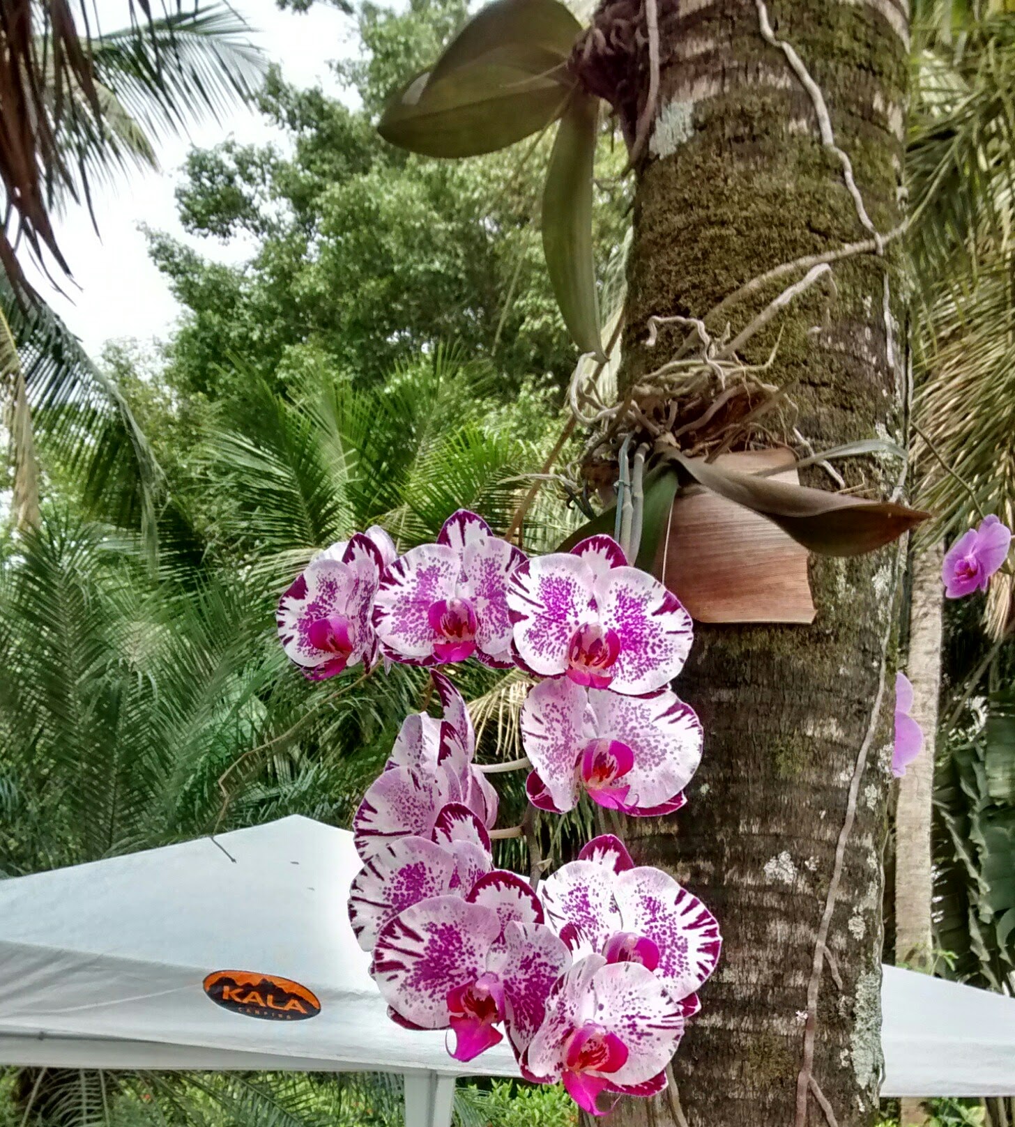 orquídea em tronco