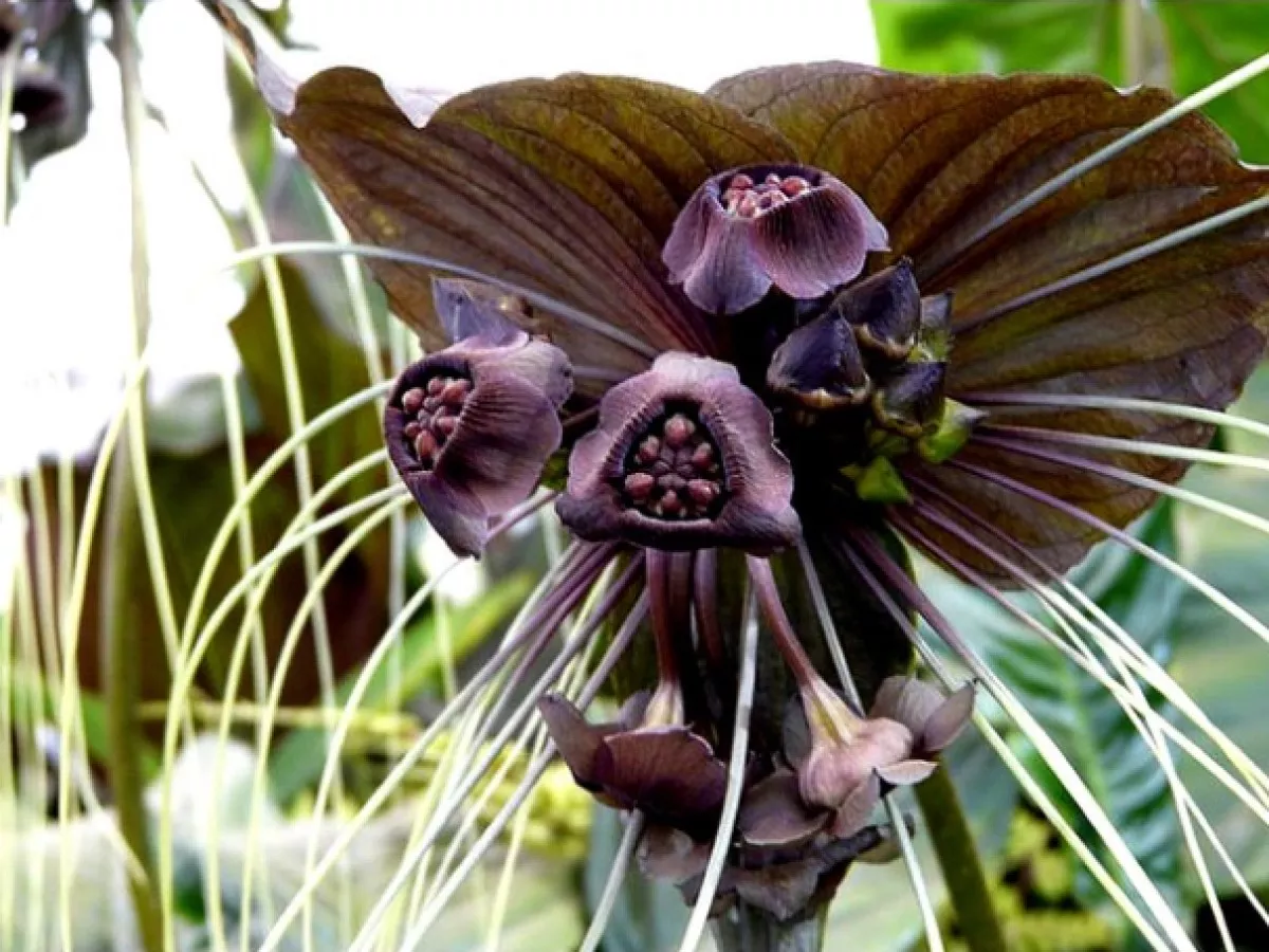 orquídea morcego