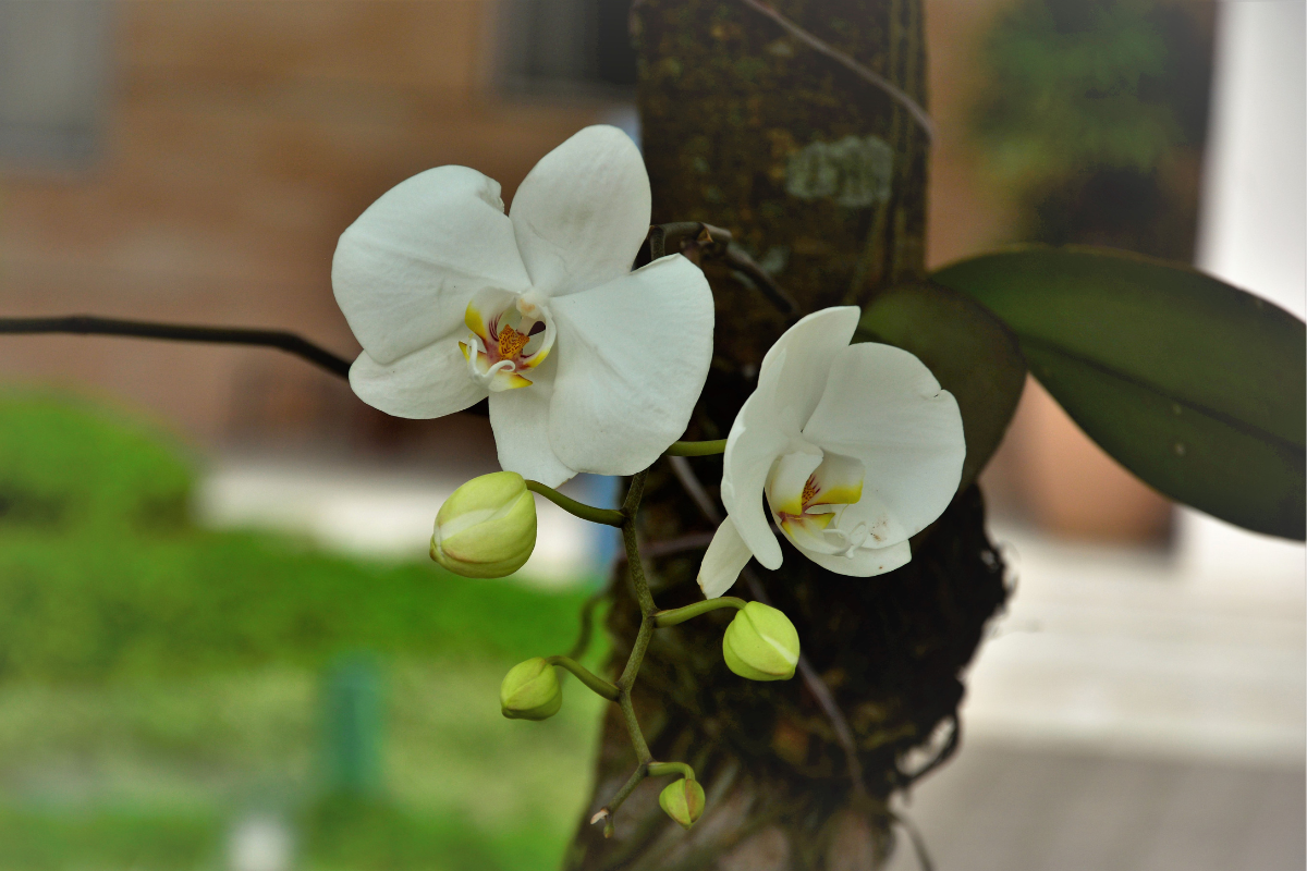 orquídea planta no tronco