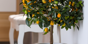5 detalhes sobre plantar árvores frutíferas em vaso: entenda essas dicas e cuidados essenciais