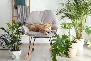 10 plantas pet friendly: conheça quais são seguras para seu animal de estimação e tenha em casa sem medo