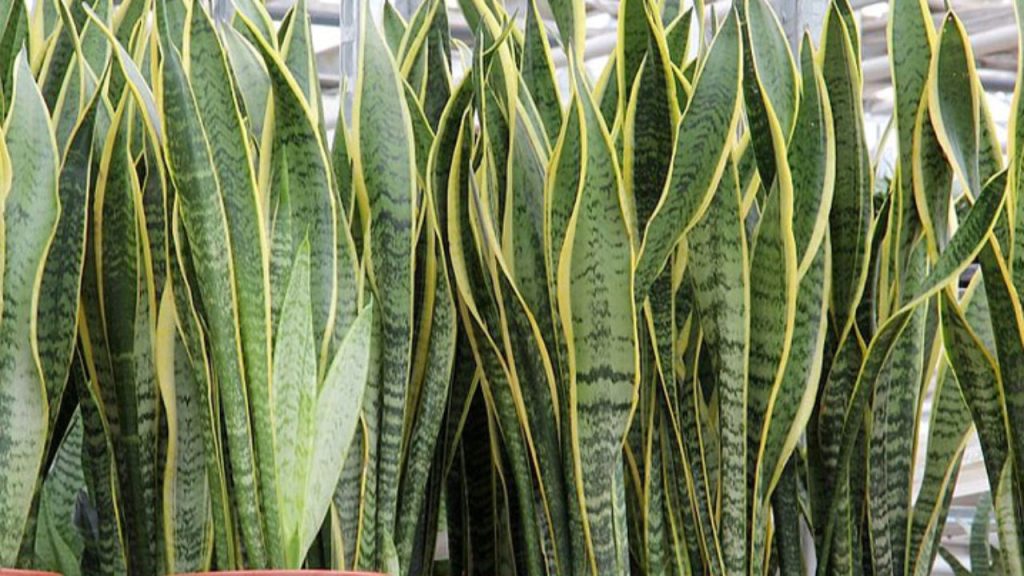 8 plantas que não precisam de água: conheça espécies que você pode regar uma vez ao mês