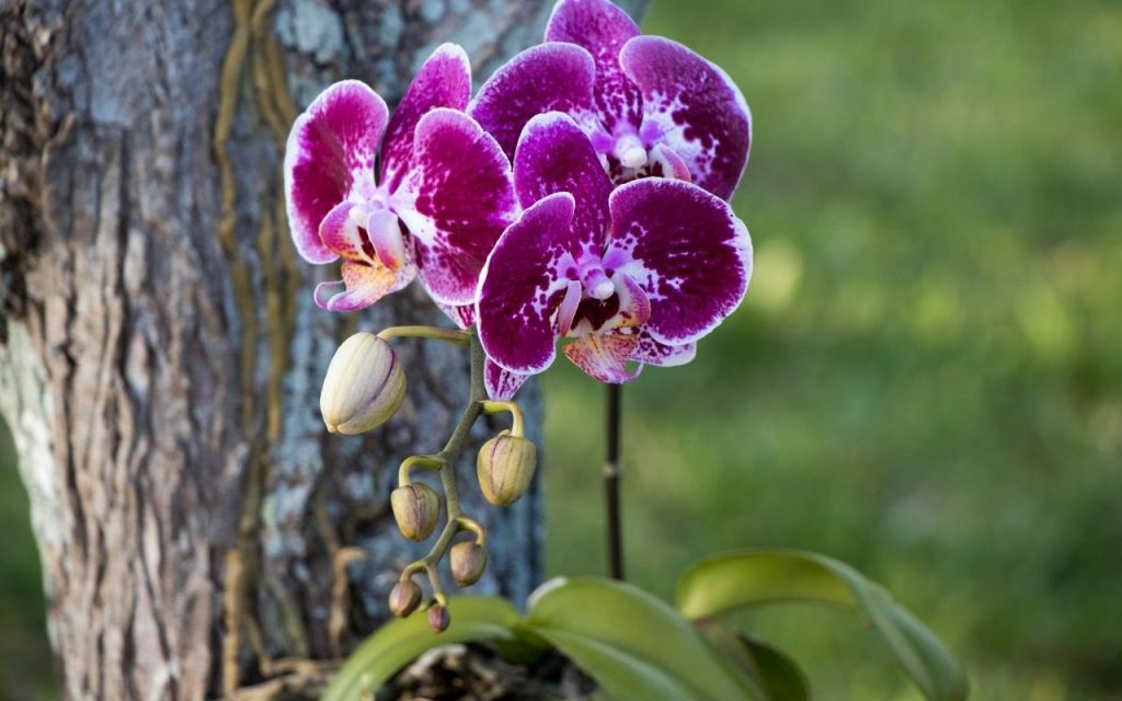 5 dicas ESSENCIAIS para o plantio de orquídeas em troncos: saiba como cultivar do melhor jeito