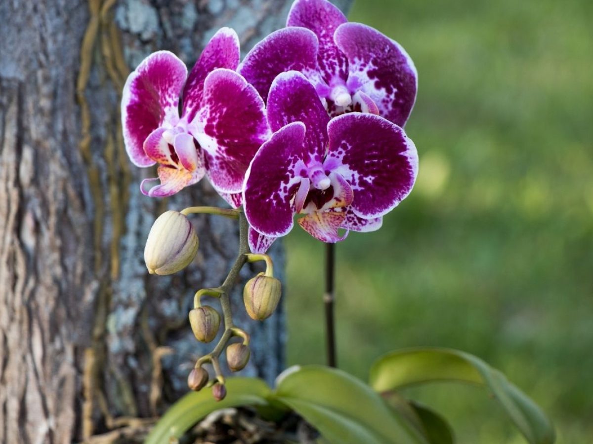 5 dicas ESSENCIAIS para o plantio de orquídeas em troncos
